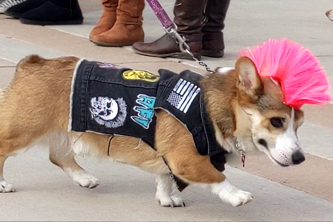 Image of pet costume contest contestant - a corgi wearing a biker jacket and pink mohawk